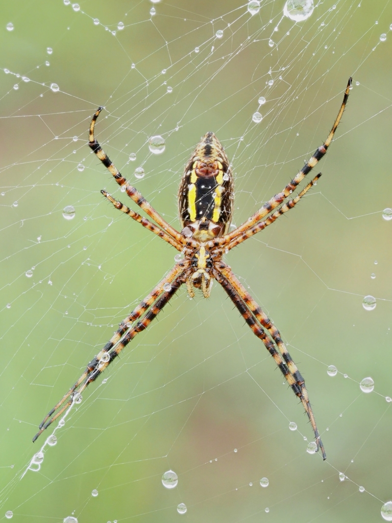 Argiope Trifasciata (Banded Garden Spider) | The Arboretum